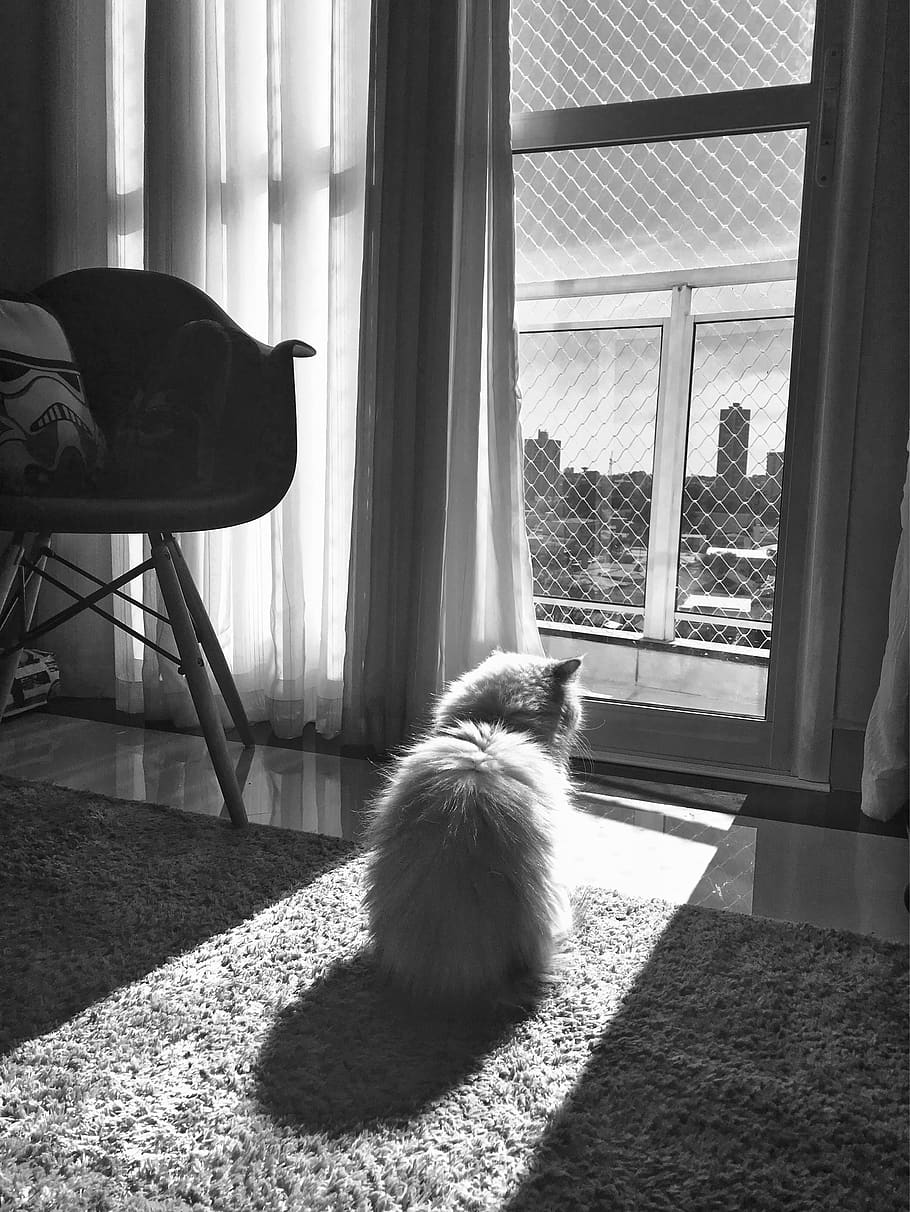 cat, pandb, home, sun, mammal, pets, one animal, domestic, animal themes HD wallpaper