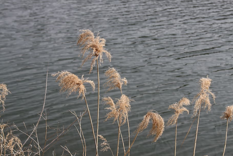 river, milyang, pool, rake, plant, nature, tranquility, growth HD wallpaper