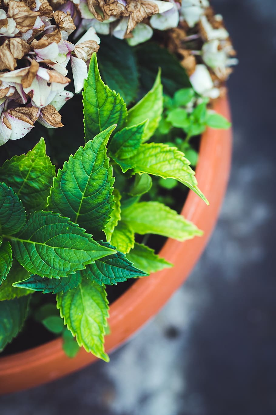 hydrangea, flower, home, plant, leaf, plant part, green color HD wallpaper