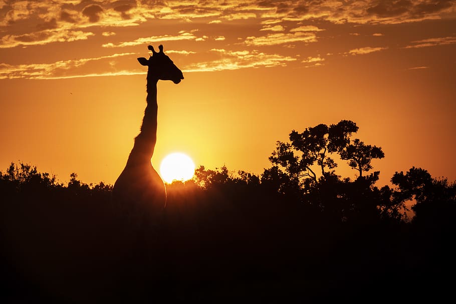 giraffe surrounded by trees, sunlight, nature, outdoors, red sky HD wallpaper