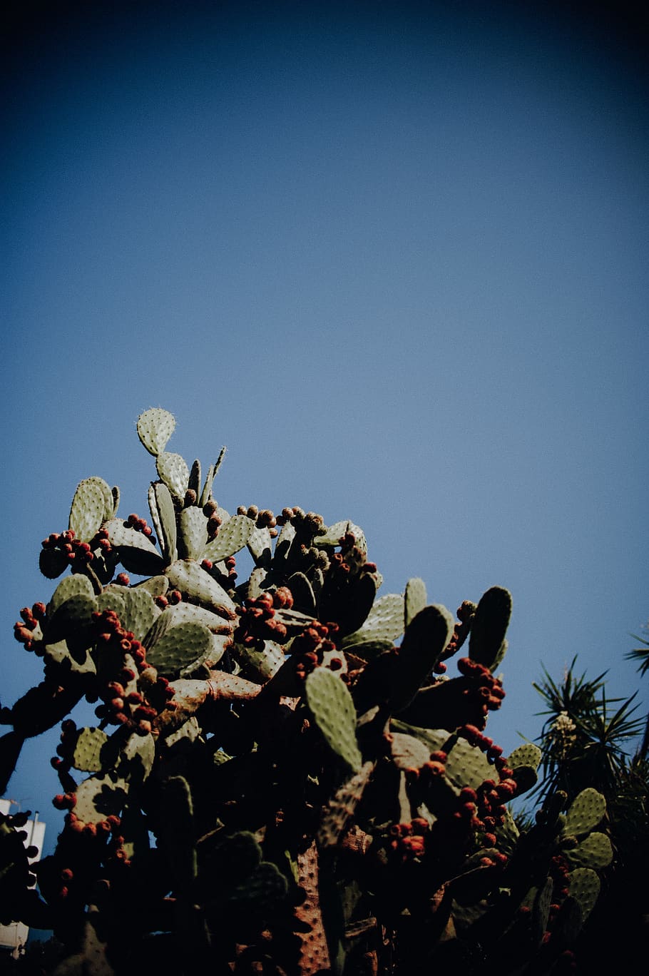 cactus plant, sky, clear sky, growth, nature, copy space, no people HD wallpaper
