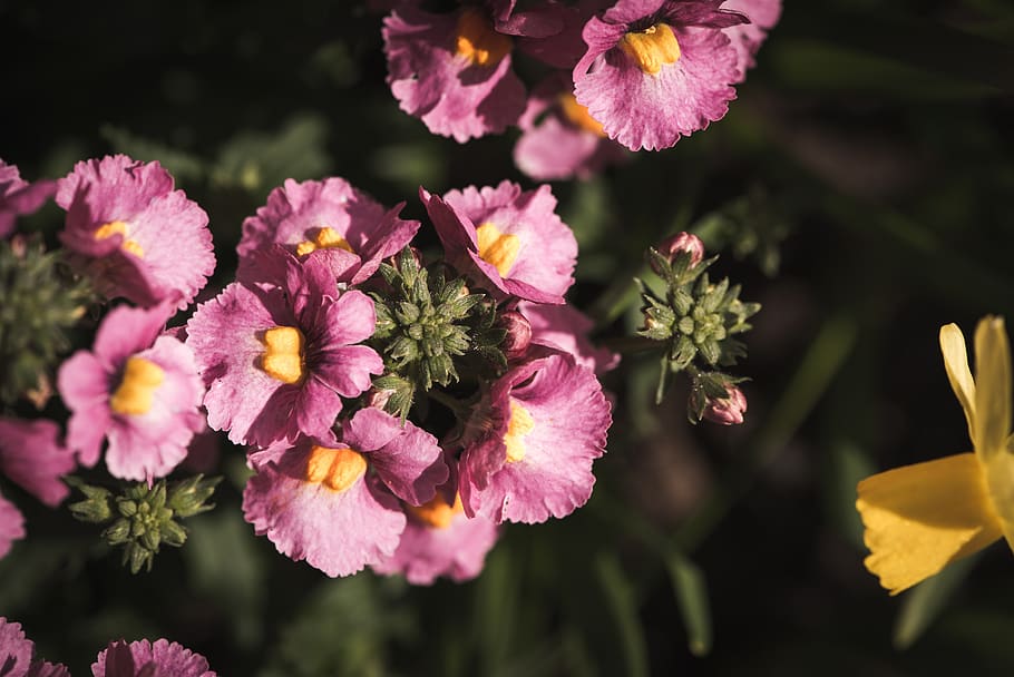 flowers, pink, plant, spring, bloom, nature, flora, spring flowers HD wallpaper