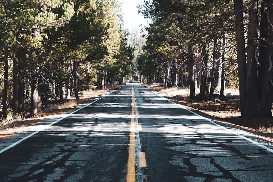 green-leafed trees, road, asphalt, tarmac, way, highway, plant HD wallpaper