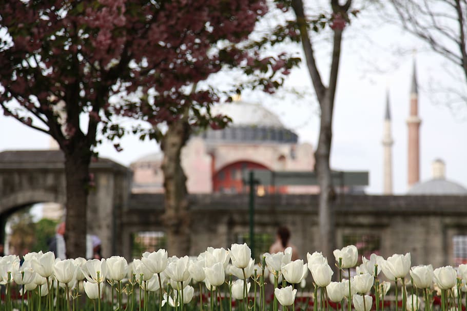 white tulips flowers, plant, blossom, flora, turkey, field, building, HD wallpaper