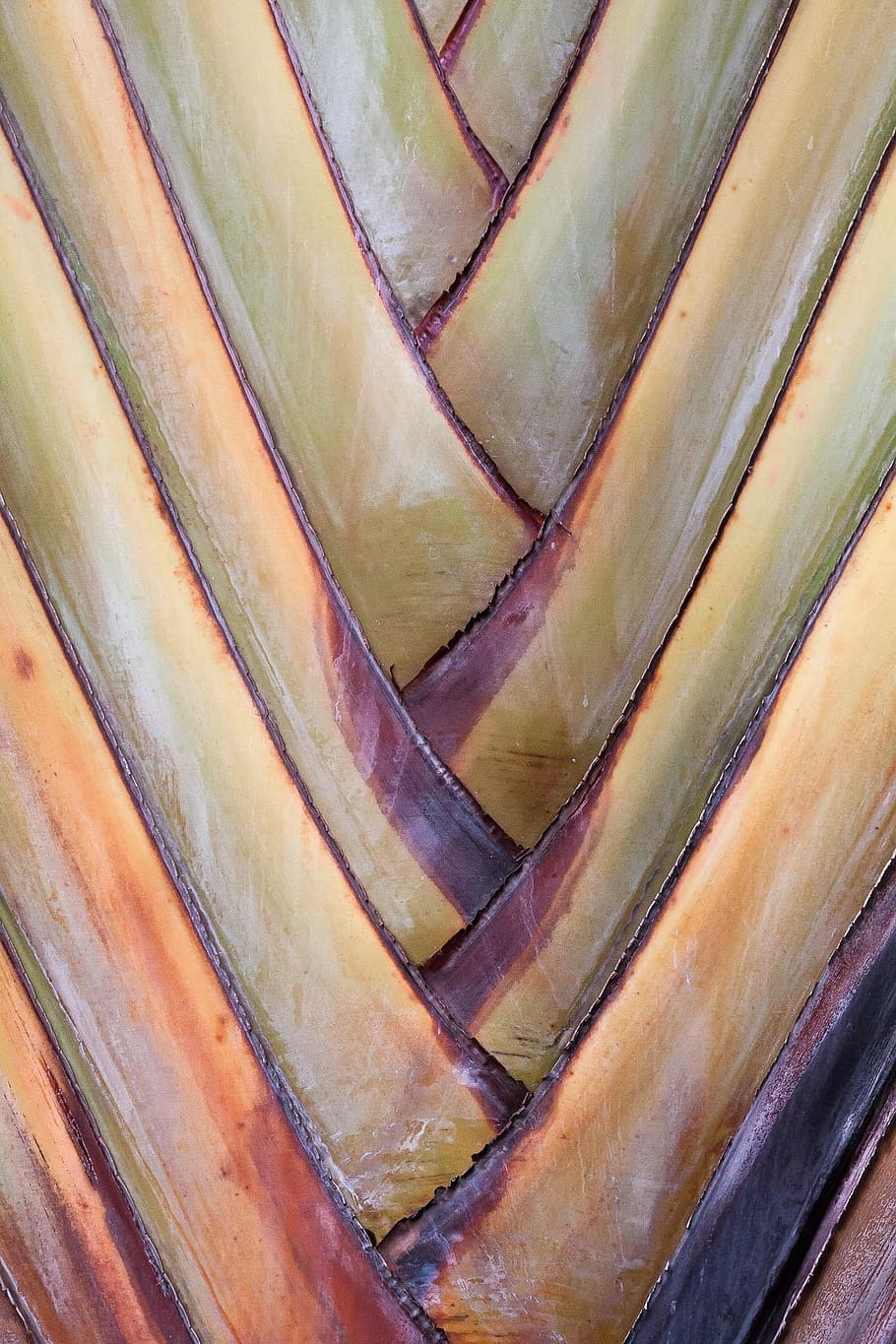 banana, wild, texture, design, tree, full frame, backgrounds HD wallpaper