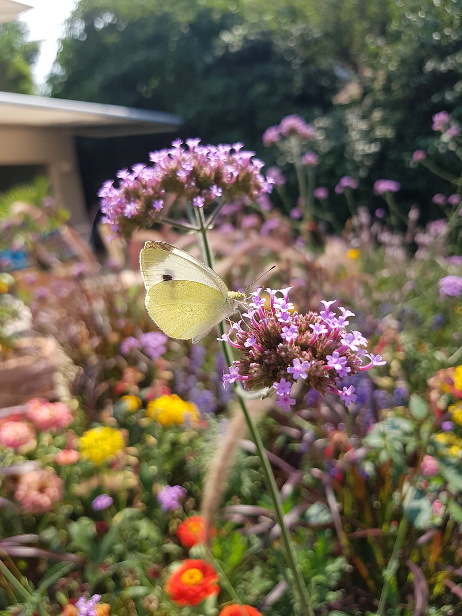 butterfly, nature, insect, summer, flowers, blossom, bloom HD wallpaper