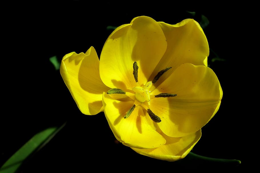 flower, tulip, yellow, spring, garden, nature, closeup, the petals, HD wallpaper