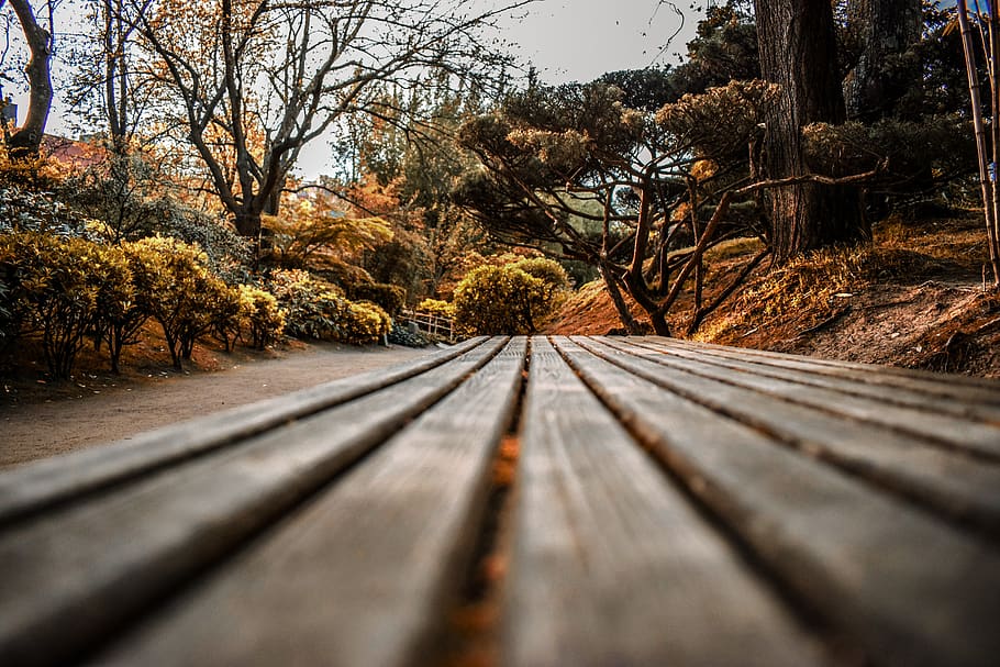 Brown Wooden Bench Near Bare Trees, bushes, color, daylight, depth of field HD wallpaper