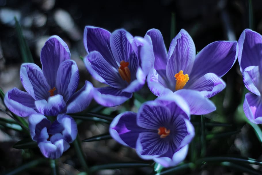 crocus, blue, orange, stamen, pestle, garden, spring, purple HD wallpaper