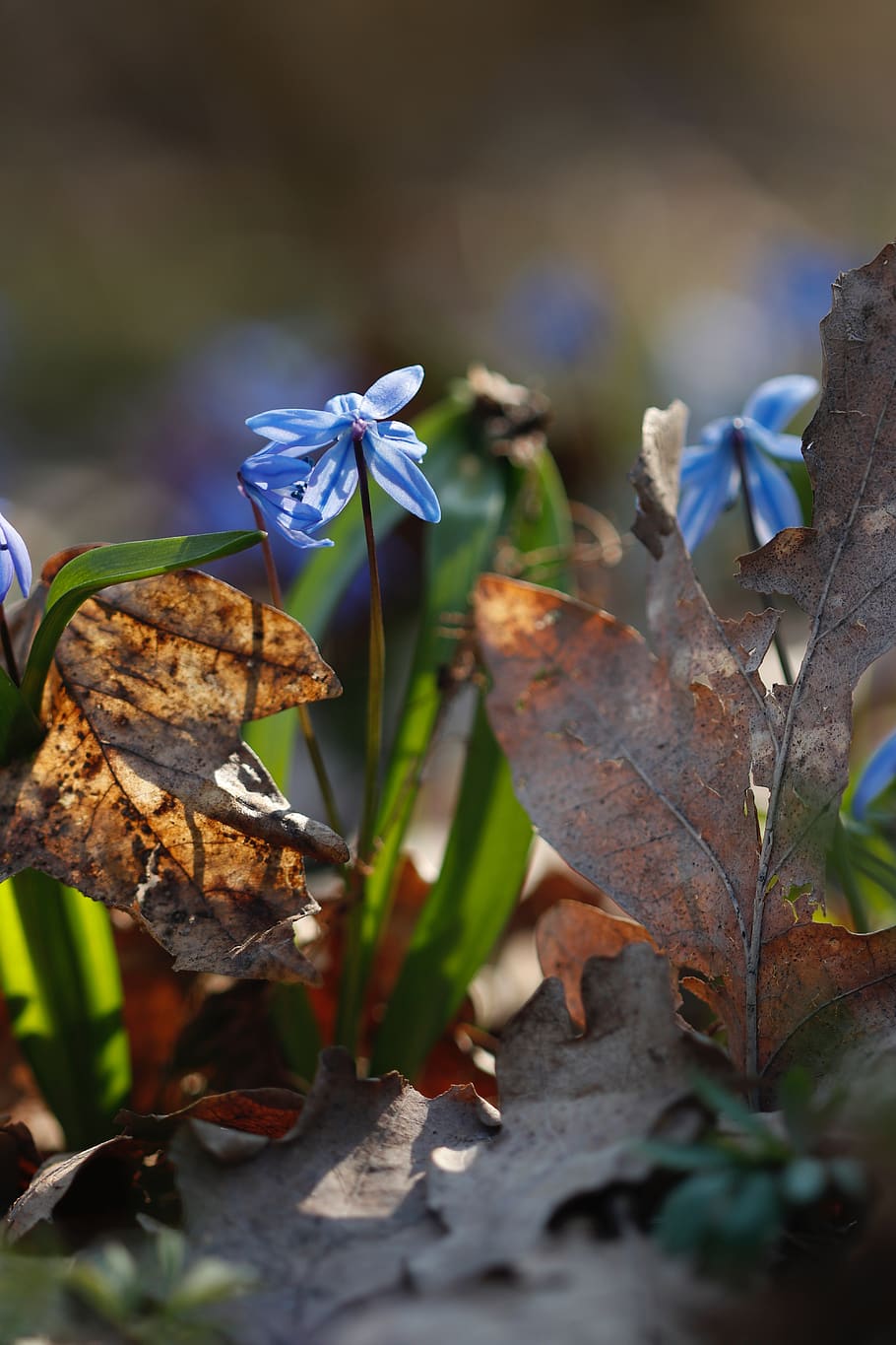 snowdrop, early spring, blue, scilla, the glare, the sun's rays HD wallpaper
