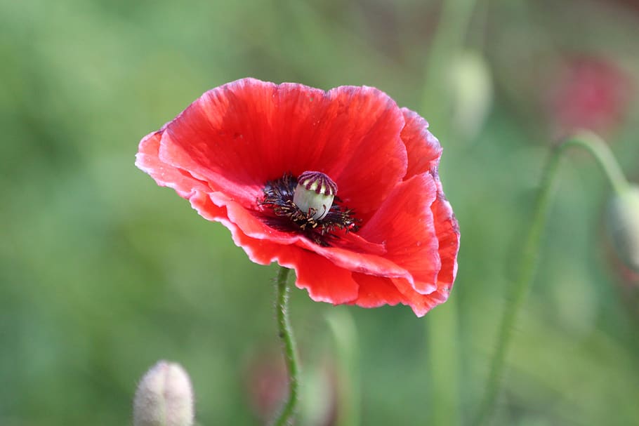 mack, plant, flower, bloom, red, green, stamens, pistil, flora HD wallpaper