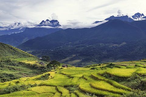 vietnam, y ty, field, clouds, mountain, rice, tree, peak, terrace HD wallpaper