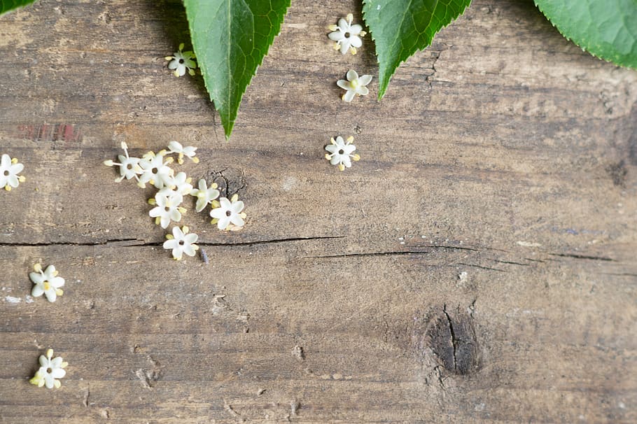 background, elderberry, leaves, wood, flowers, plant, wood - material HD wallpaper
