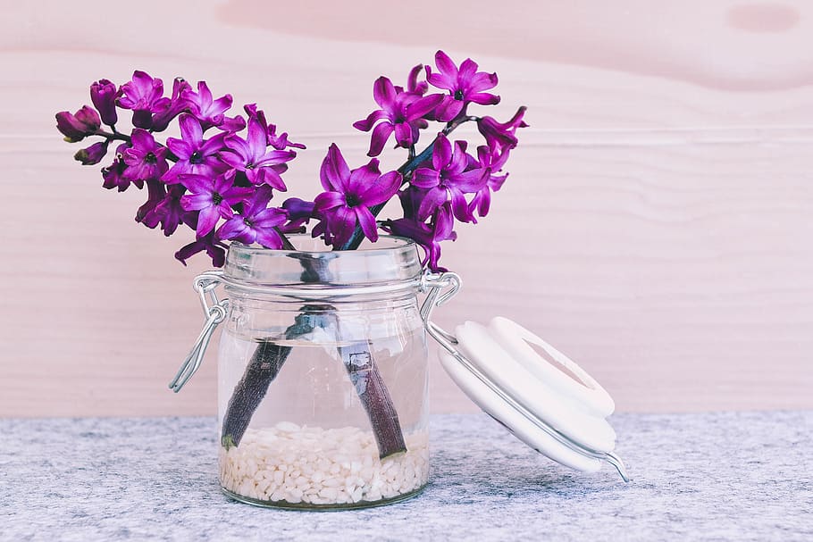 Purple Petal Flower on Bottle, bloom, blossom, flora, flowers HD wallpaper