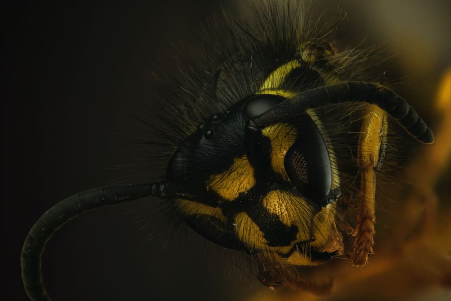 wasp, macro, close up, insect, nature, arthropod, biology, animal HD wallpaper