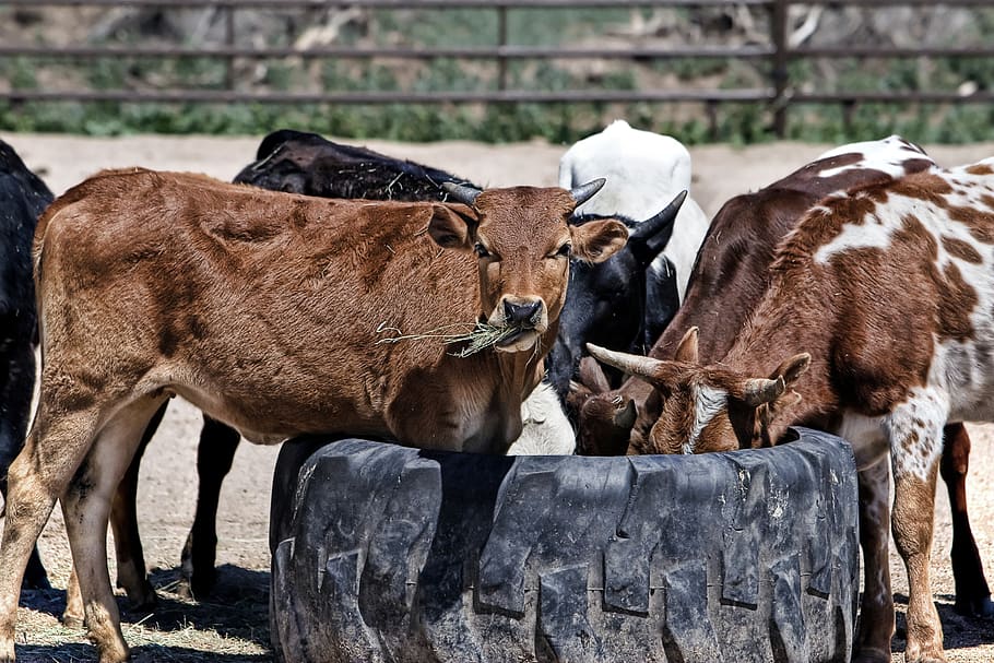 Brown Black and White Cows Drinking Water during Daytime, animals HD wallpaper