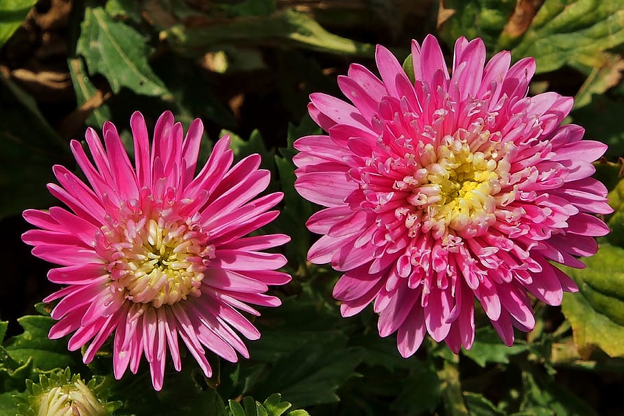 asters, pink, autumn, bloom, flowers, flowering plant, petal HD wallpaper