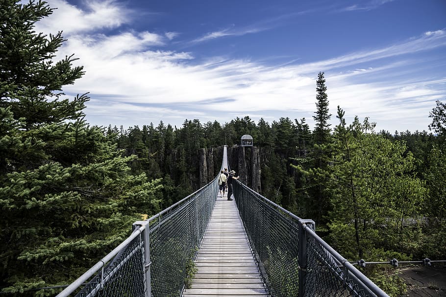 people walking on bridge between pine trees, walkway, fir, conifer HD wallpaper
