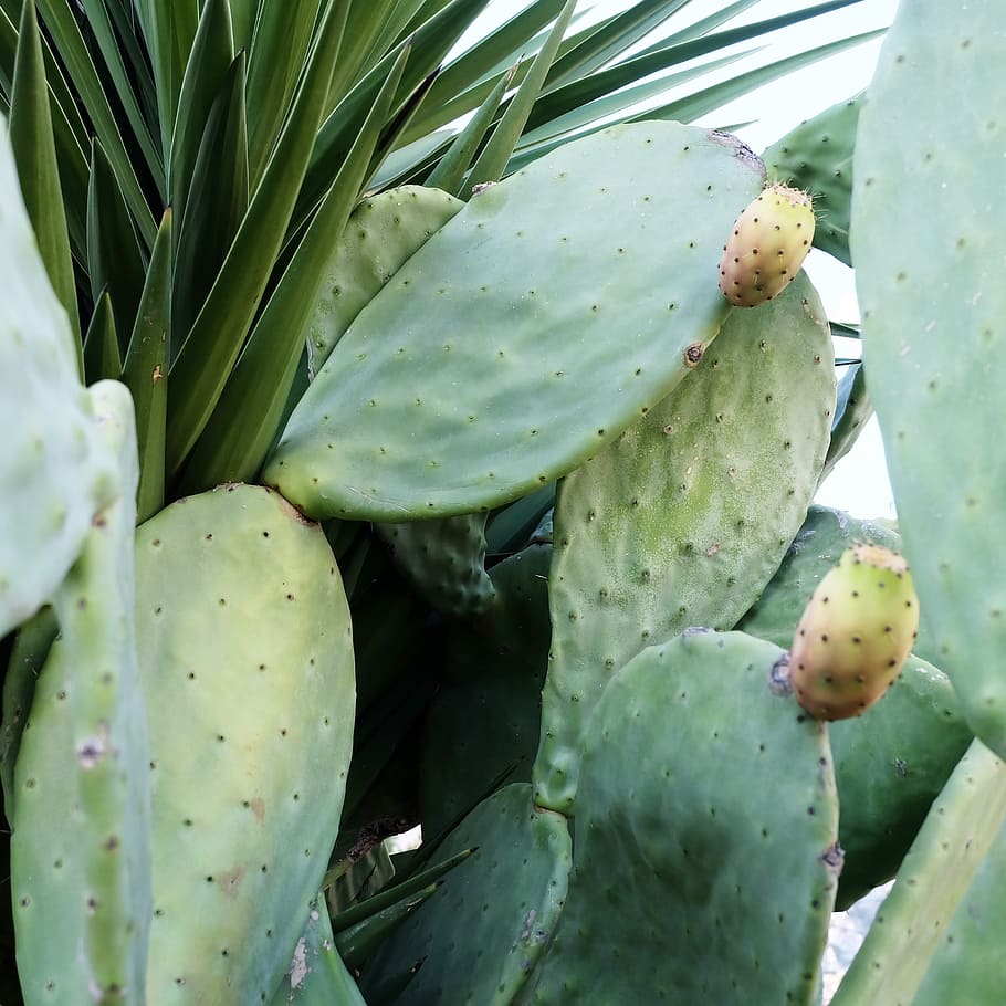 Photography of Green Cactus, agave, aloe, back, botanical, close-up HD wallpaper