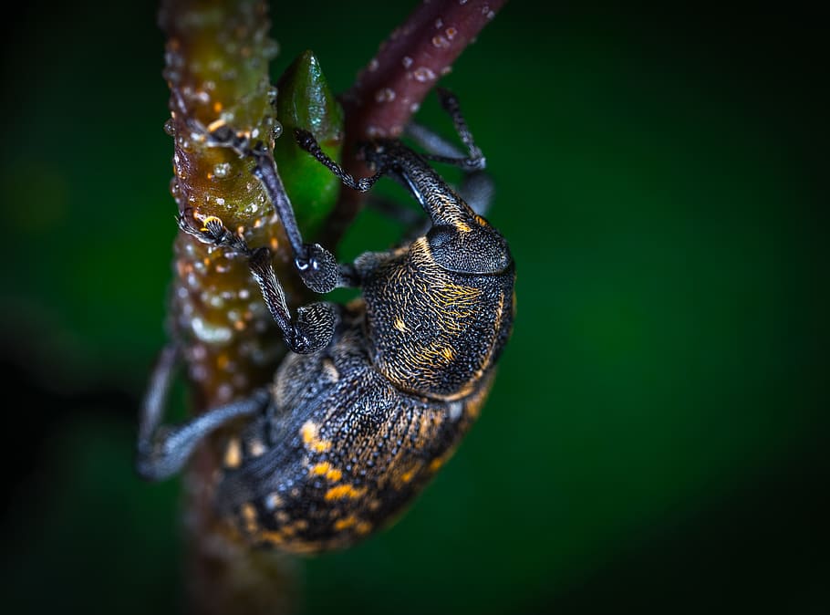 Close Up Photo of Brown and Black Elephant Weevil on Green Leaf HD wallpaper