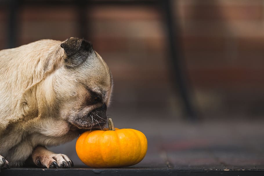 Cute Pug Smelling Pumpkin Photo, Dogs, Animals, Pets, Fall, Seasons, HD wallpaper