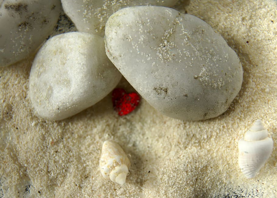 Shell stone. Камни и ракушки. Сердце из камня. Shell камень. Каменная Ракушка.