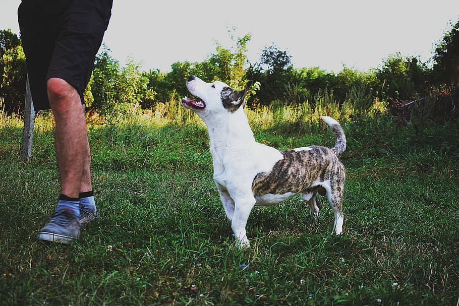Man Beside White and Brindle Dog on Grass Field Under Gray Sky HD wallpaper