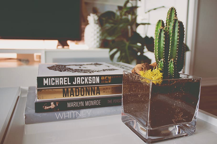 Green Cactus, book stack, books, cactus plant, coffee table, growth HD wallpaper