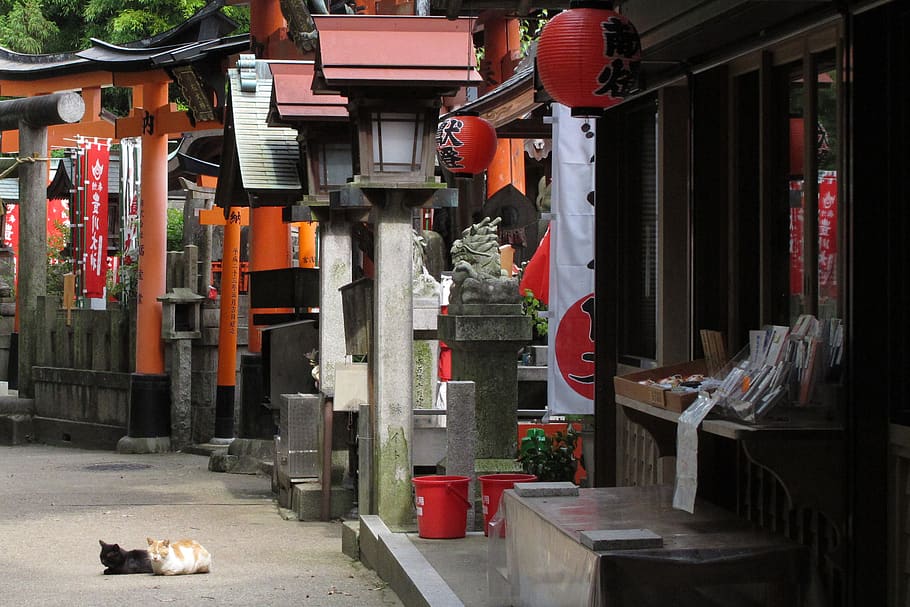 japan, kyōto-shi, fushimi inari taisha, temple, cat, architecture, HD wallpaper