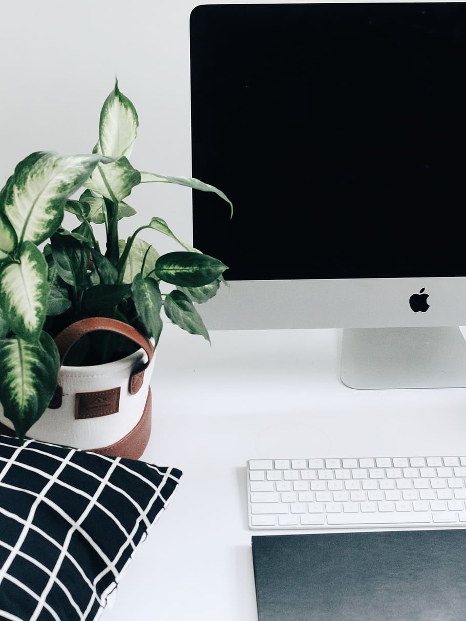 potted dumb cane plant on table, potted plant, technology, computer HD wallpaper