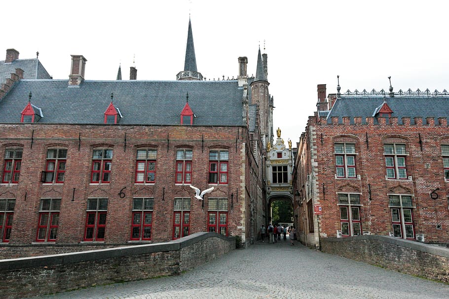 belgium, bruges, window, building, red, bridge, seagull, brick HD wallpaper