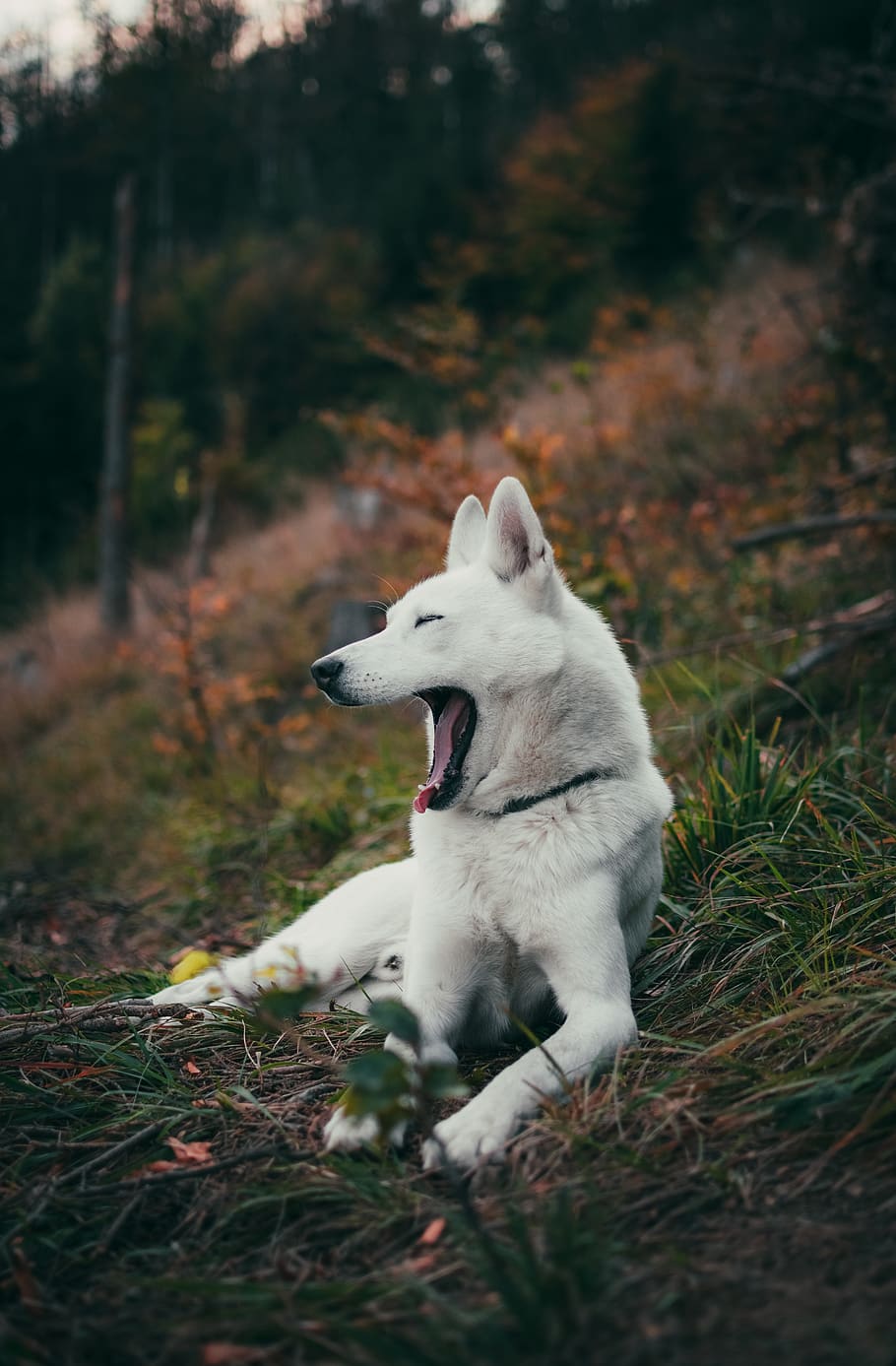 dog yawning while lying on grass, one animal, mammal, domestic HD wallpaper