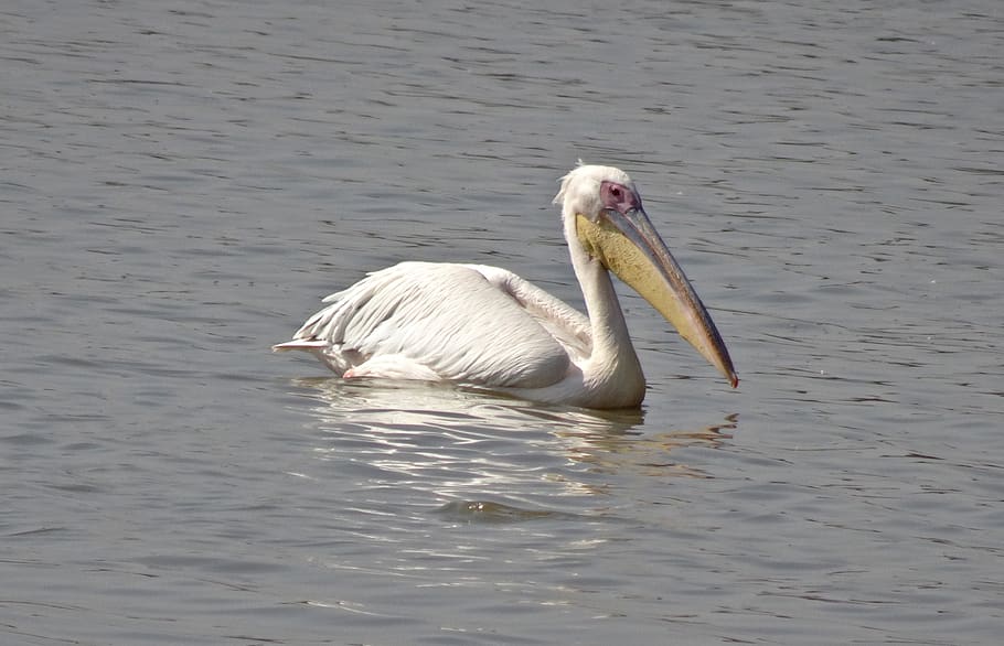 bird, great white pelican, pelecanus onocrotalus, eastern white pelican, HD wallpaper