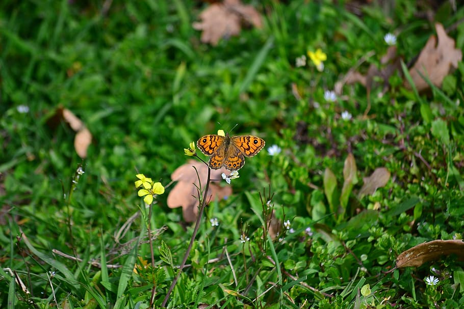 butterfly, flower, green, spring, colorful, natural, plant HD wallpaper