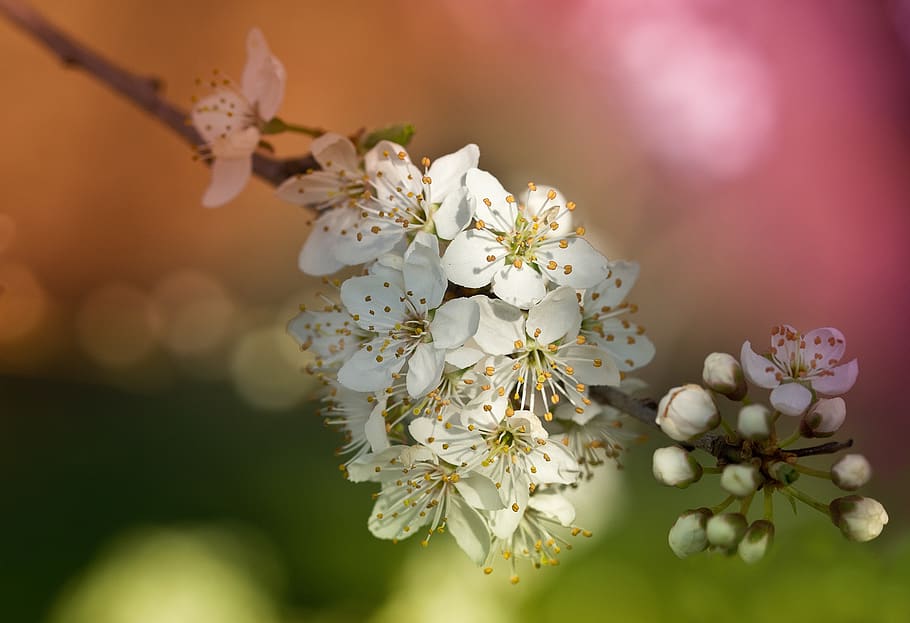 Selective Focus Photography of White Petaled Flowers, beautiful HD wallpaper