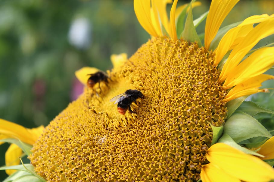 bee, sunflower, yellow, summer, nectar, sprinkle, flowering plant HD wallpaper