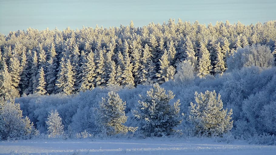 winter, forest, leann, nature, trees, snow, landscape, cold HD wallpaper