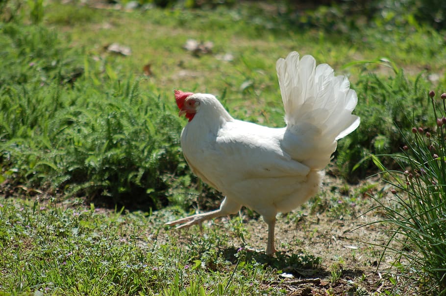 hen, poultry, -range, plumage, chickens, outdoors, farm, animal HD wallpaper