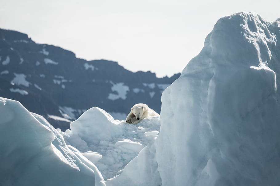 polar bear on snow, cold temperature, animal themes, one animal HD wallpaper