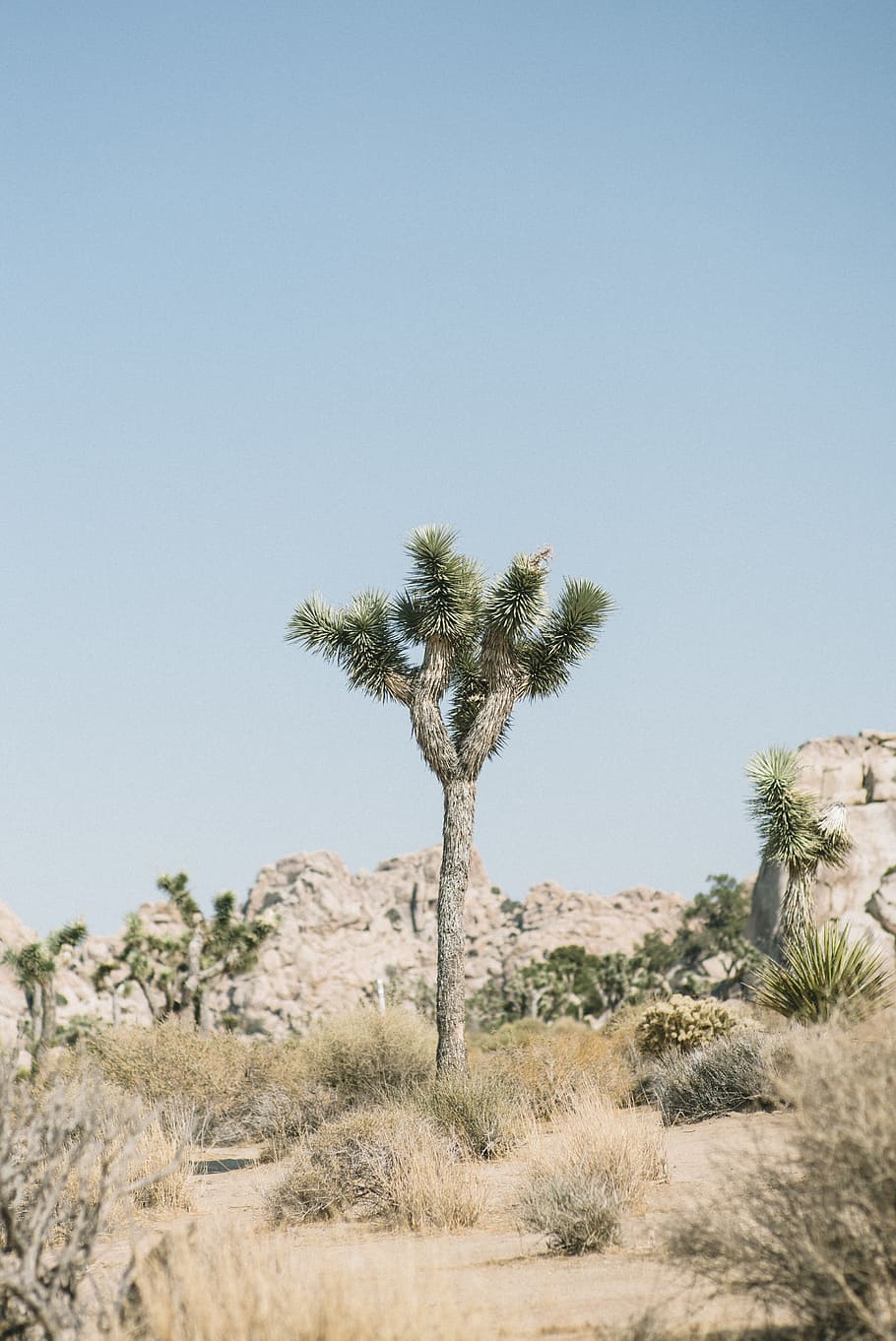 tree surrounded by bush, desert, cactus tree, blue, rock, landscape HD wallpaper