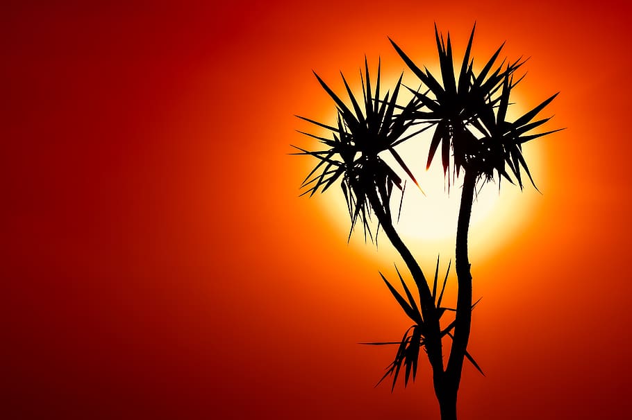 cactus, sunset, silhouette, evening, plant, nature, orange color HD wallpaper