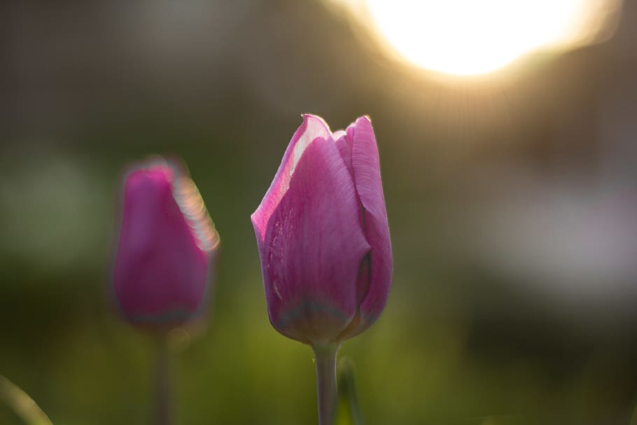 flowers, tulips, spring, sunset, flowering plant, beauty in nature HD wallpaper