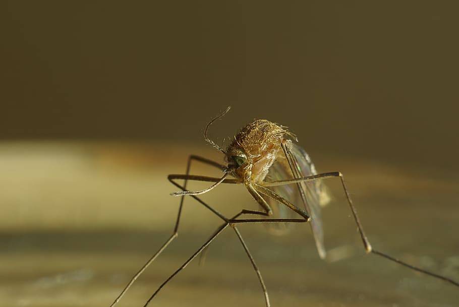 dead, mosquito, macro, insect, close up, insect macro, macro photography HD wallpaper