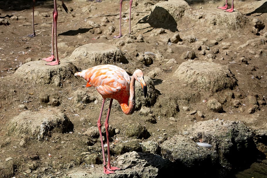 flamingo, bird, salmon, pride, plumage, animal world, bill HD wallpaper