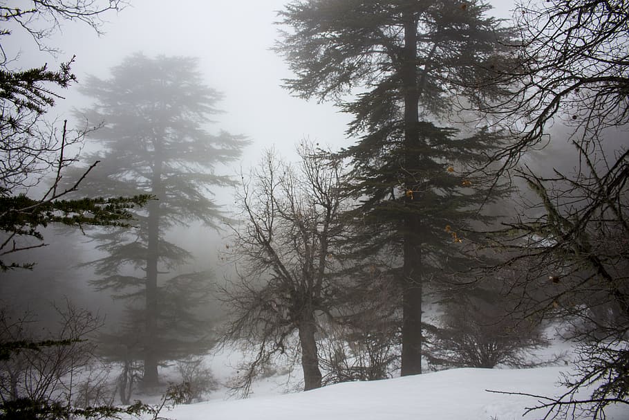 lebanon, ehden, snow, tree, cold temperature, winter, plant