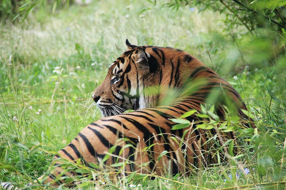 tiger, wilderness, predator, nature, wildcat, carnivores, animal HD wallpaper