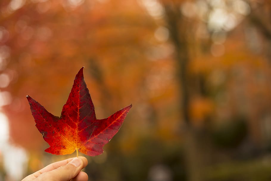Selective-focus Photography of Person Holding Red Maple Leaf HD wallpaper