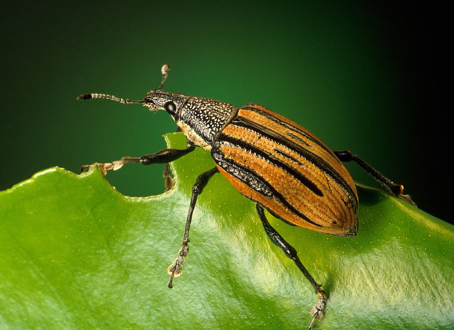 Black and Brown Insect on Green Leaf, beetle, bug, close-up, macro HD wallpaper