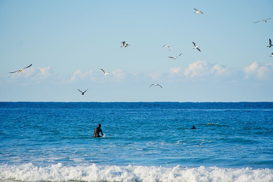 surfer, dolphin, birds, ocean, aquatic, action, nature, sea HD wallpaper