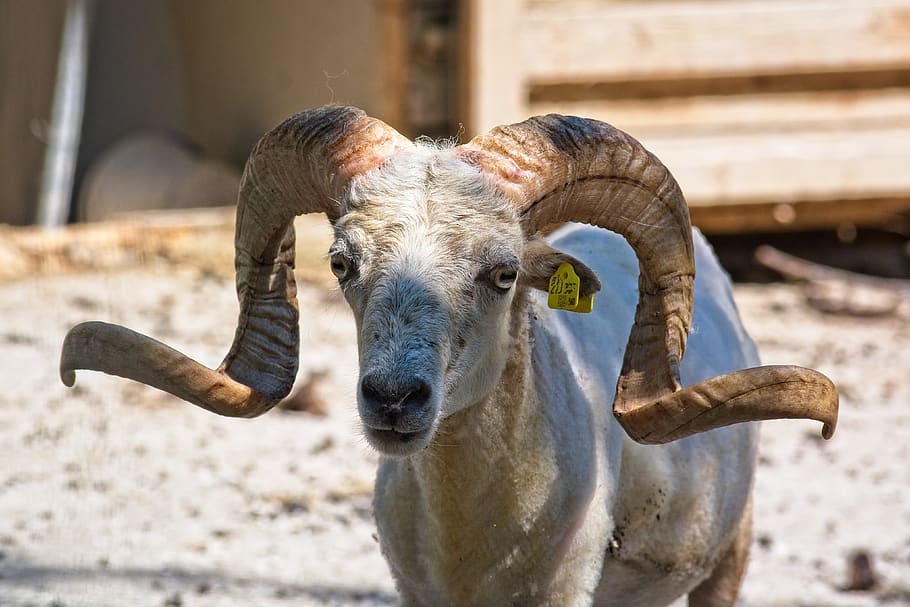 HD wallpaper: horned, aries, bock, sheep, ram, livestock, horns, mammal,  animal world | Wallpaper Flare